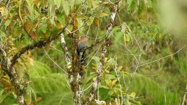 Squirrel Cuckoo - ML588685981