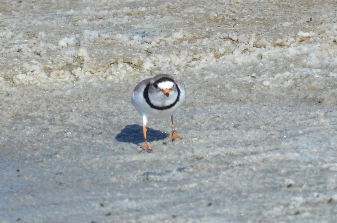 Piping Plover - ML58868741