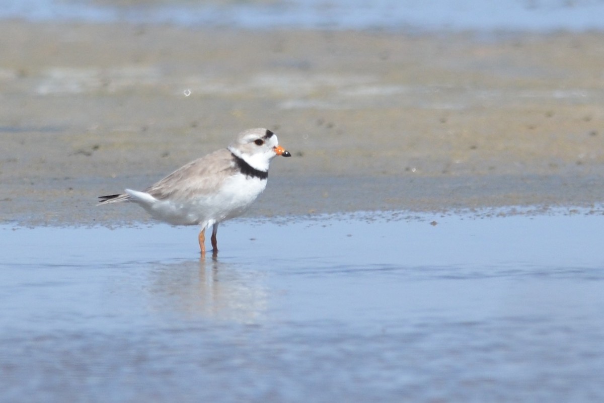 Piping Plover - ML58868751