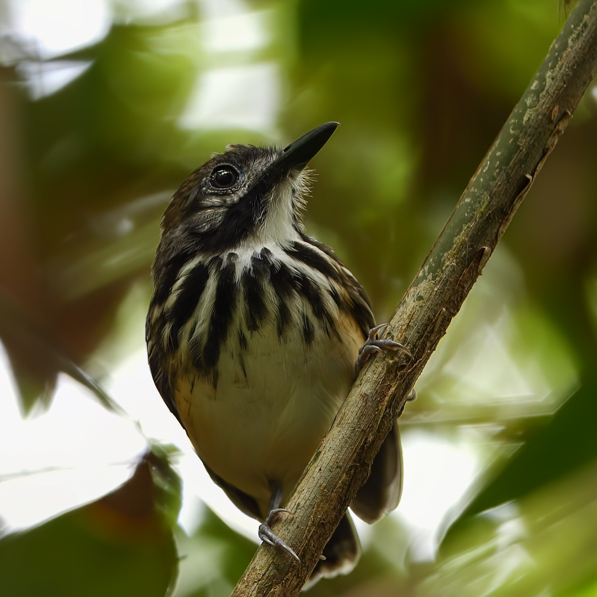 Dot-backed Antbird - ML588690181