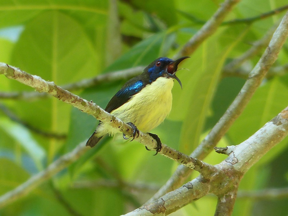 Glanzflügel-Nektarvogel (Boholnektarvogel) - ML588690521