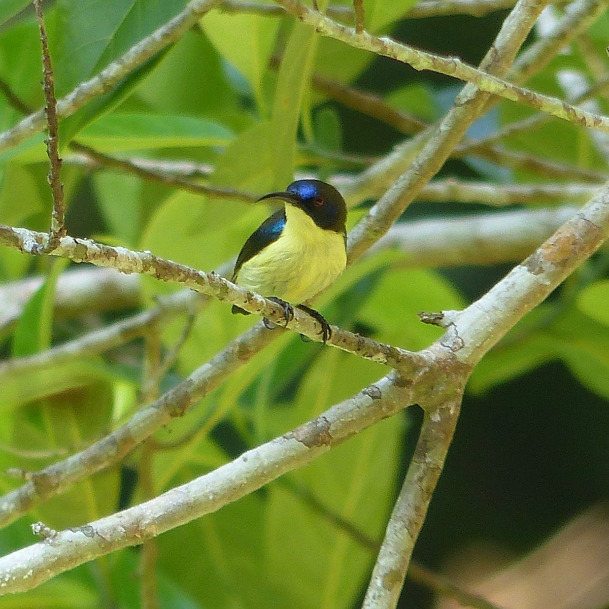 Glanzflügel-Nektarvogel (Boholnektarvogel) - ML588690621