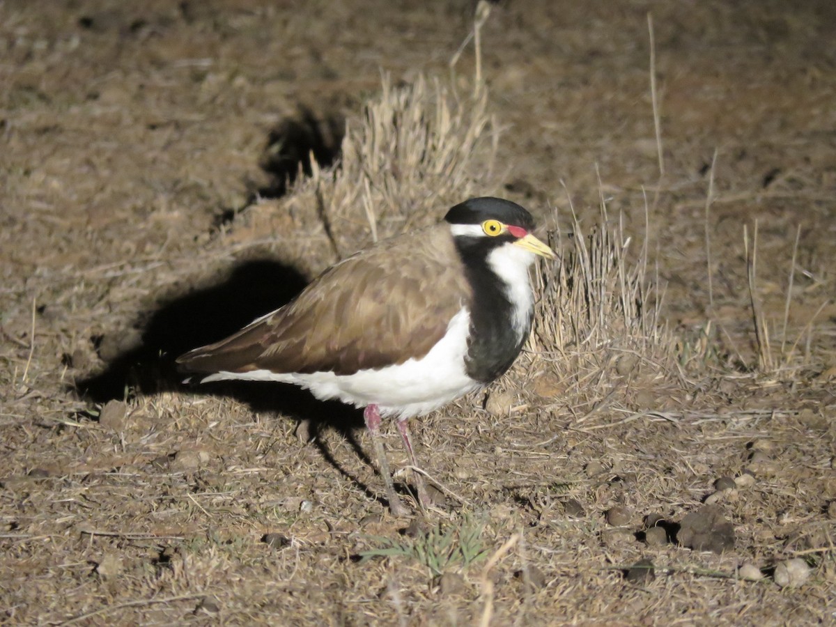 Banded Lapwing - ML588690811