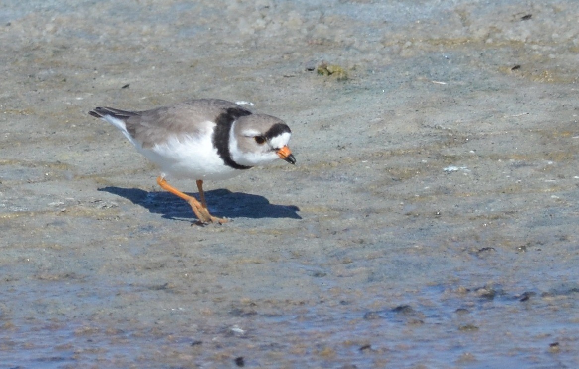 Piping Plover - ML58869101