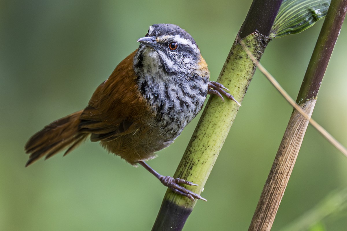 inkasmett - ML588691171