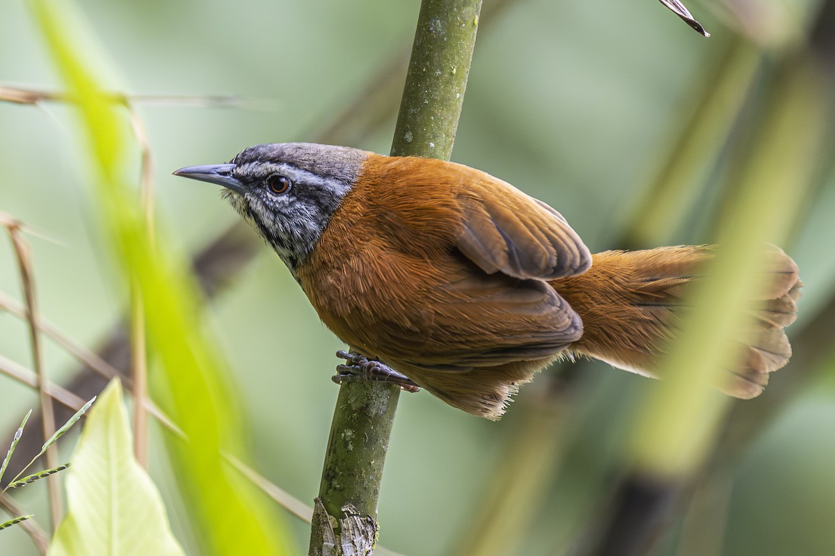 Inca Wren - ML588691221