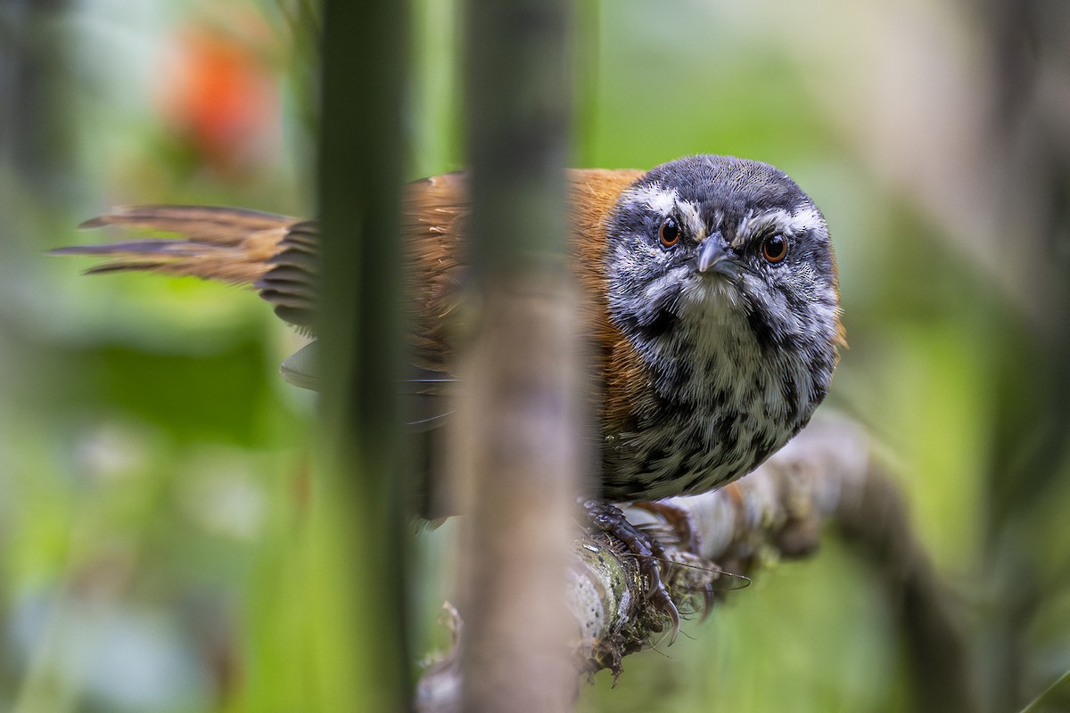 Inca Wren - ML588691251