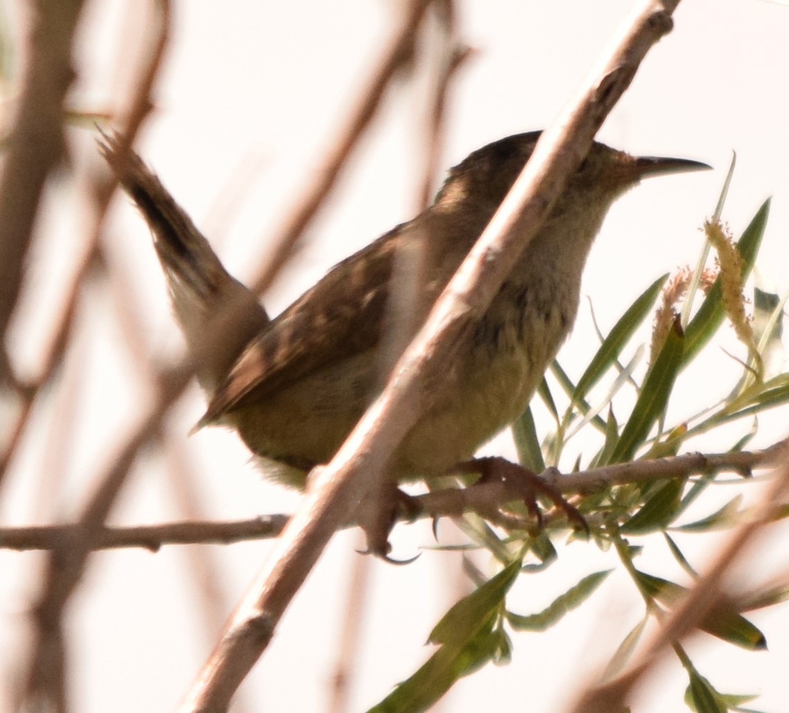 Marsh Wren - ML588691461