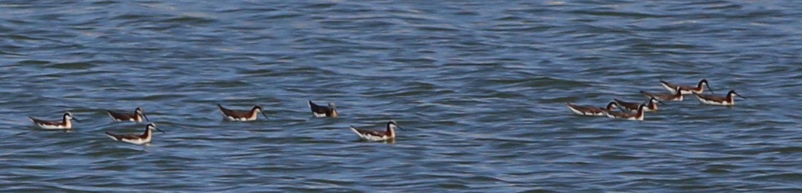 Wilson's Phalarope - ML588691621