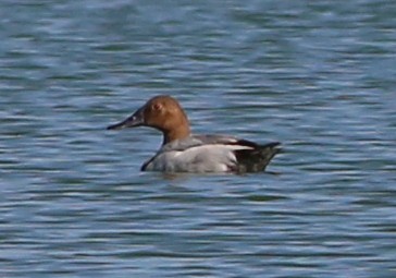 Canvasback - ML588691891