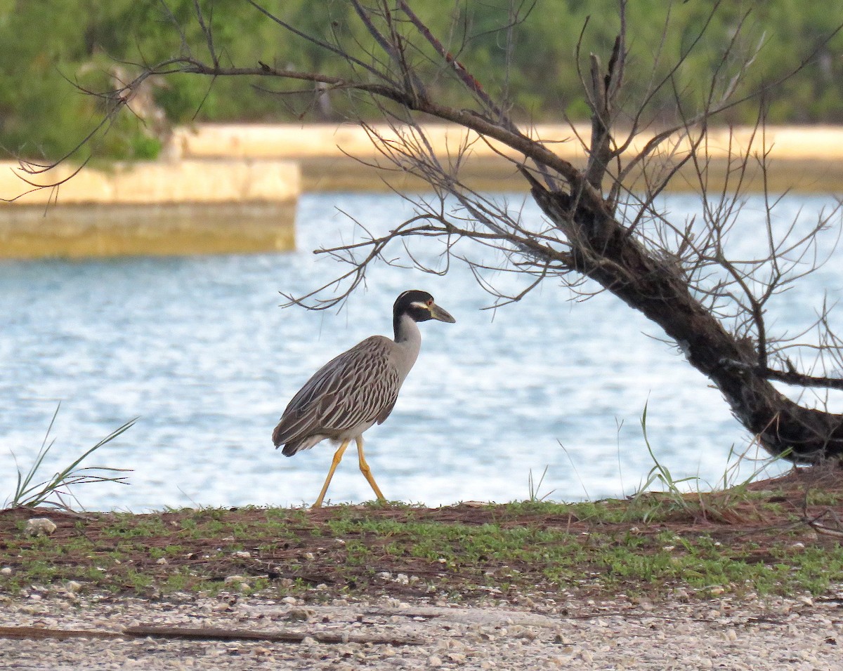 Yellow-crowned Night Heron - ML588692041