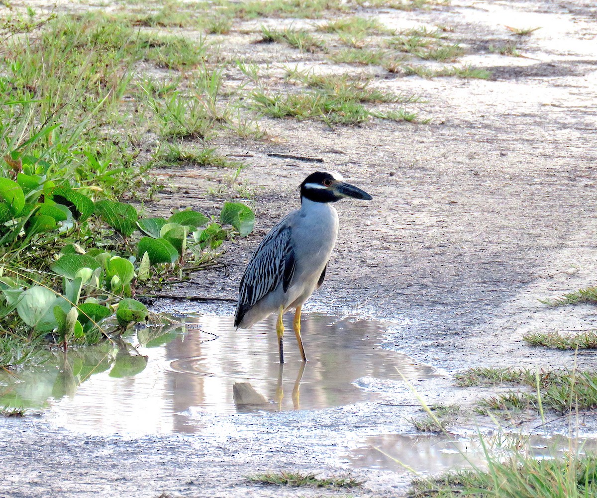 Yellow-crowned Night Heron - ML588692051