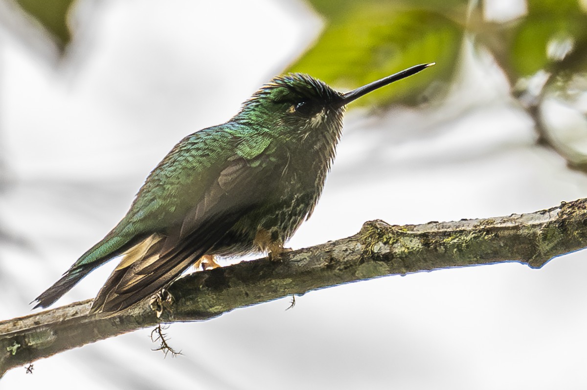 Speckled Hummingbird - ML588692101