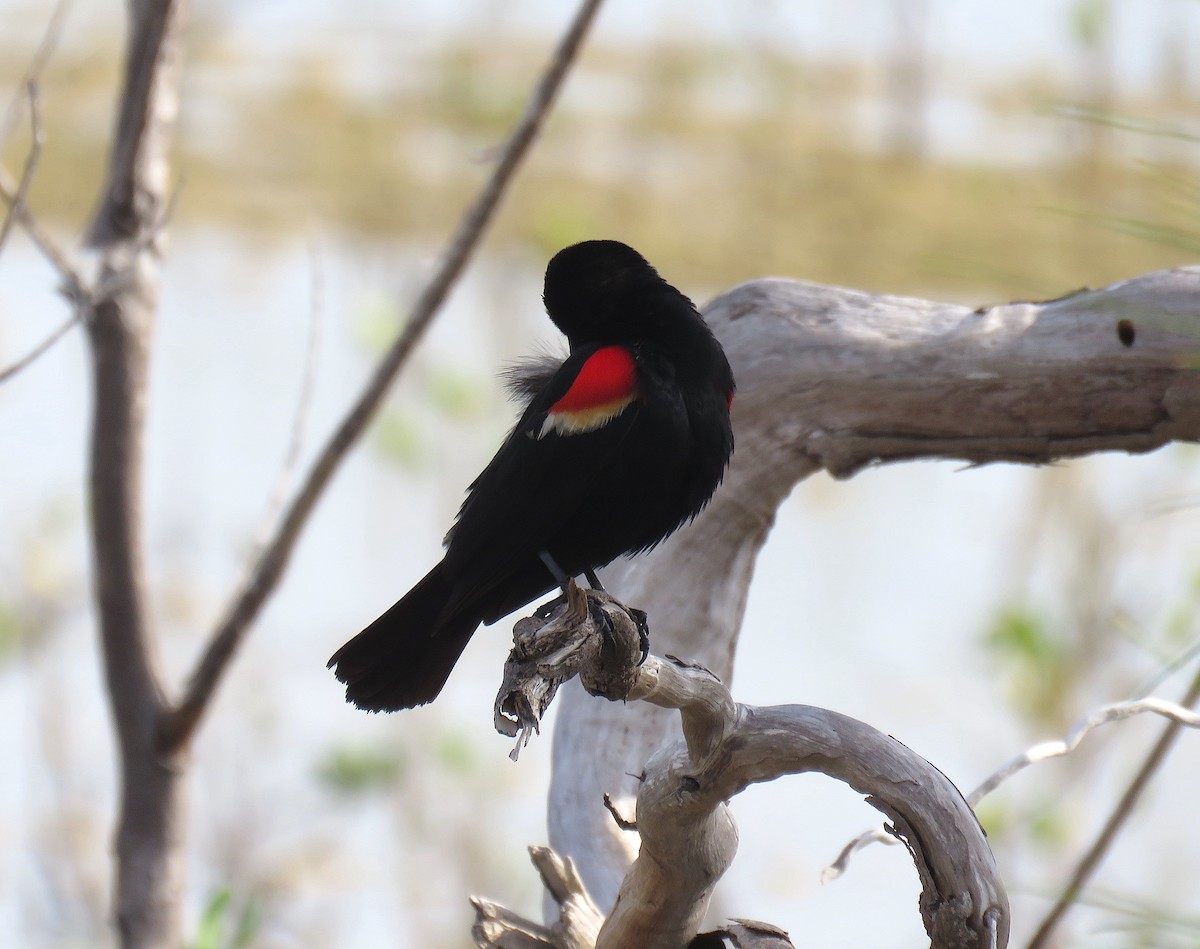 Red-winged Blackbird - Lisa Sorenson