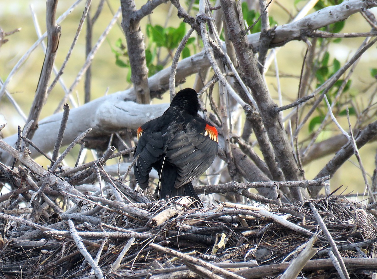 Red-winged Blackbird - Lisa Sorenson