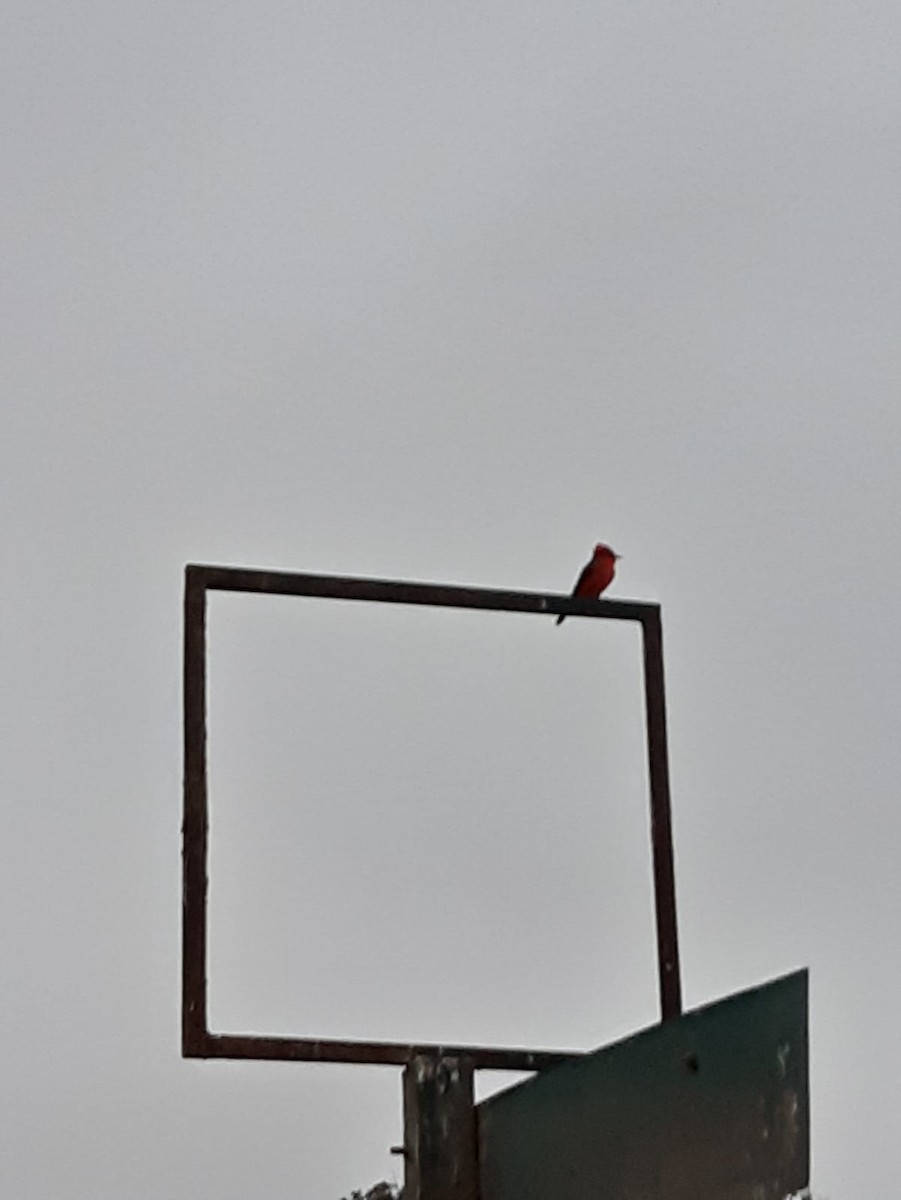 Vermilion Flycatcher - ML588694151