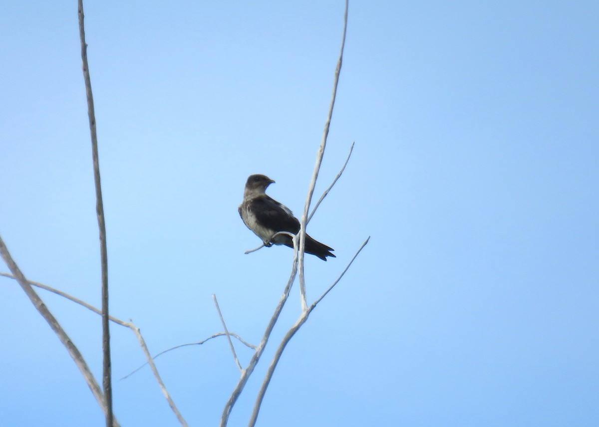 Purple Martin - ML588695021