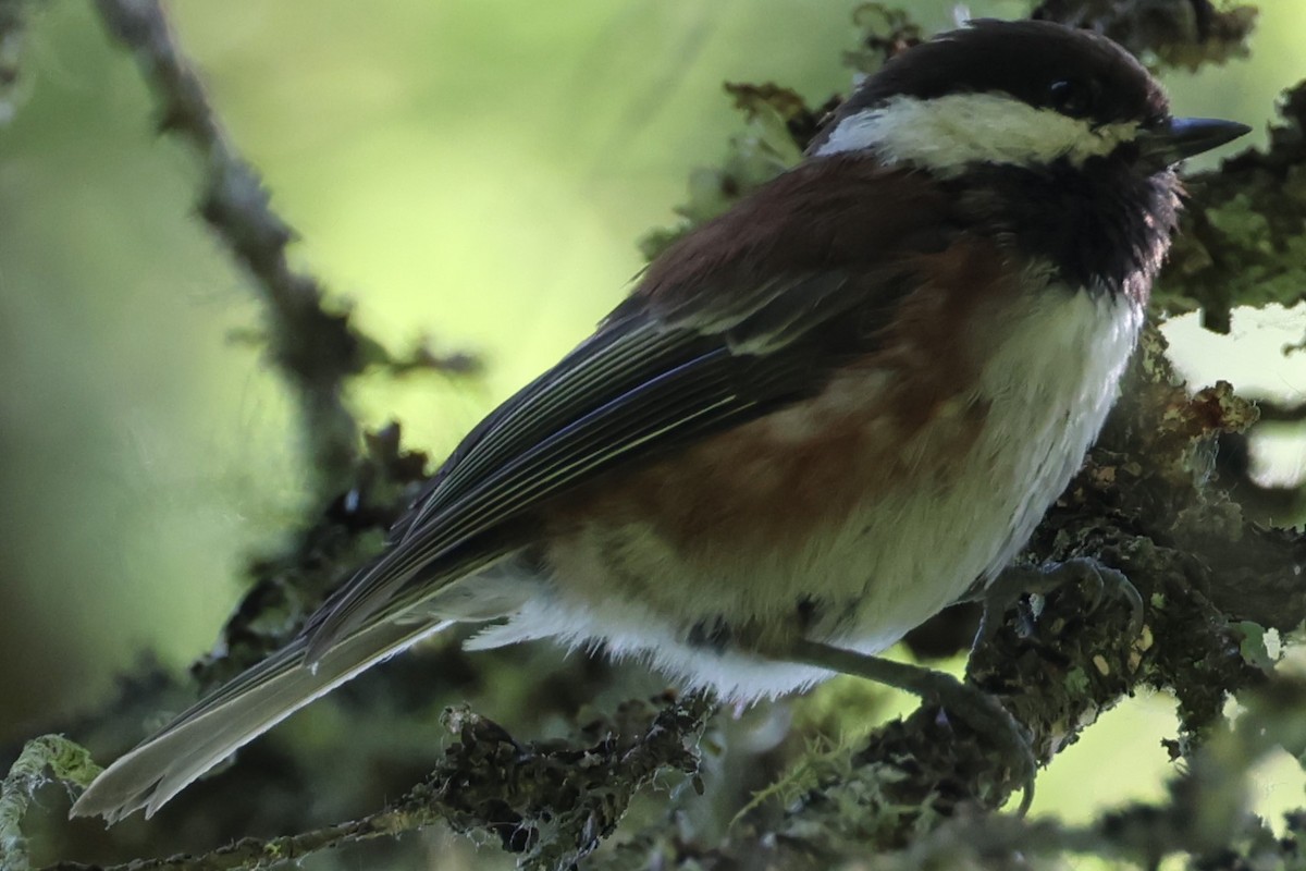 Chestnut-backed Chickadee - ML588695371