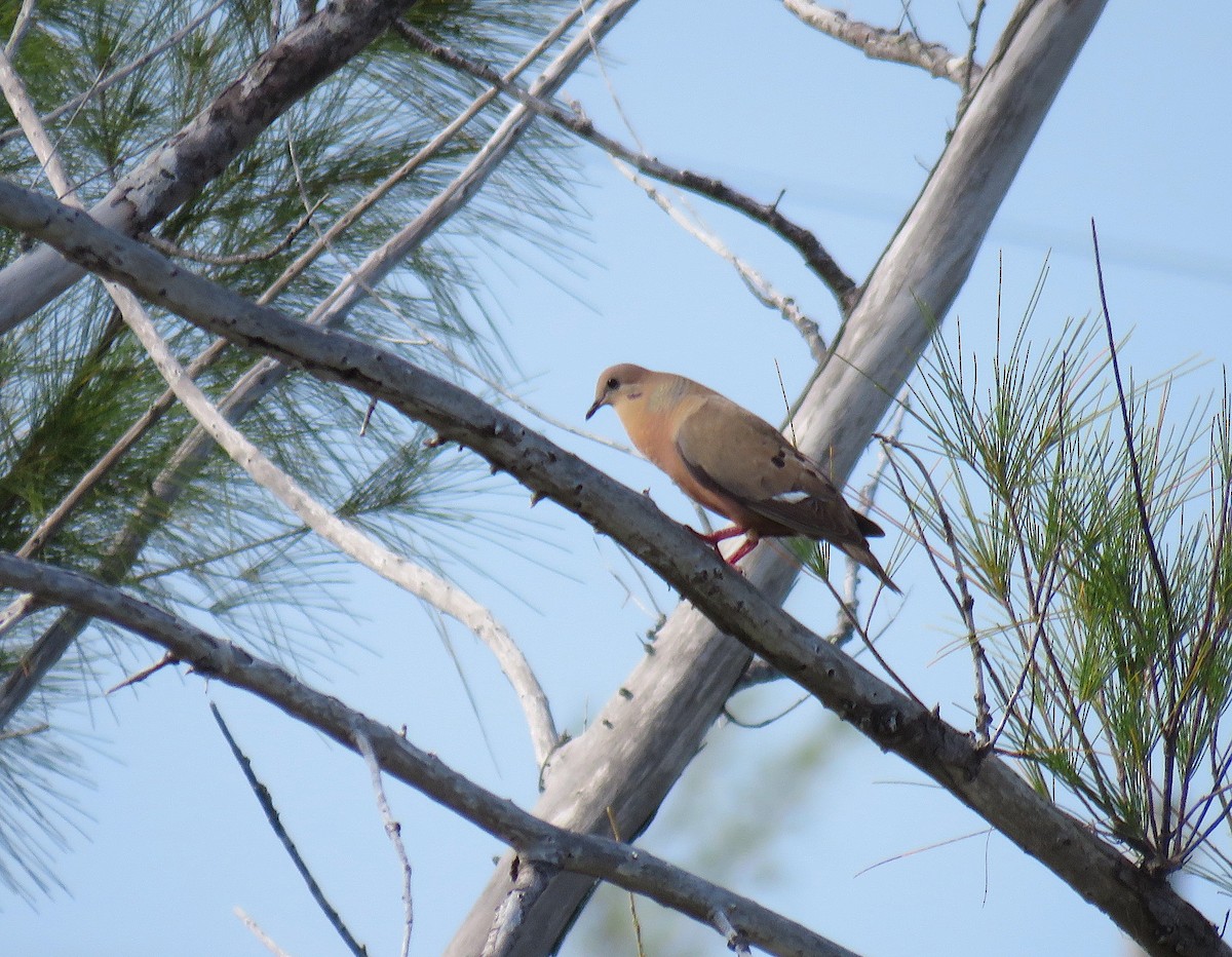 Zenaida Dove - ML588696331