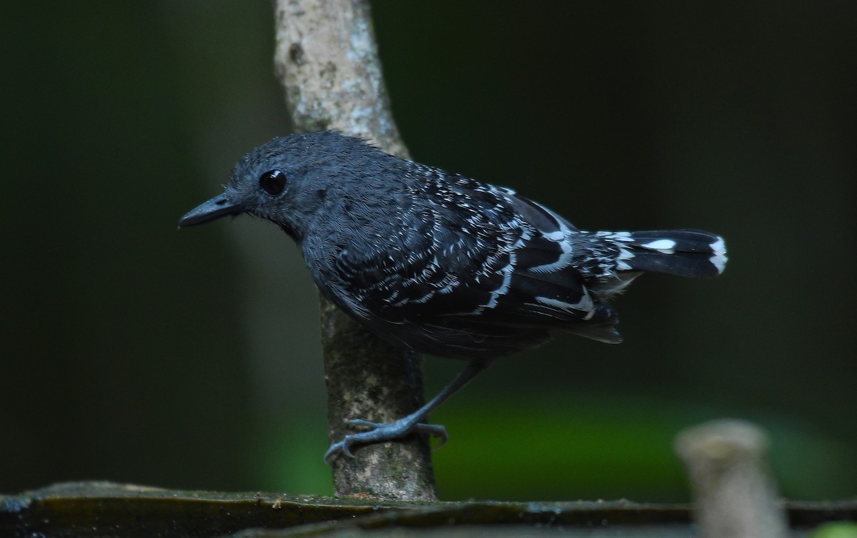 Xingu Scale-backed Antbird - Beto Guido Méndez