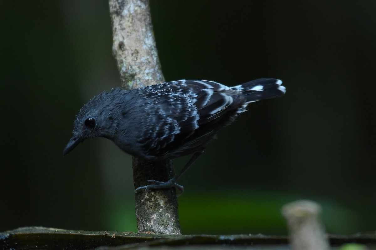 Xingu Scale-backed Antbird - Beto Guido Méndez