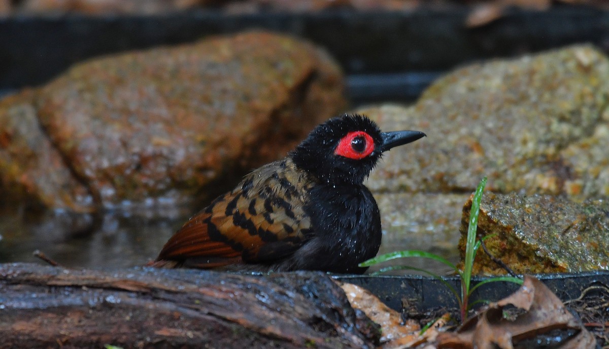 Black-spotted Bare-eye - ML588697391