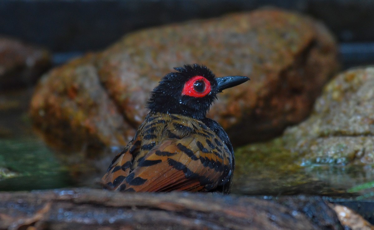 Black-spotted Bare-eye - Beto Guido Méndez