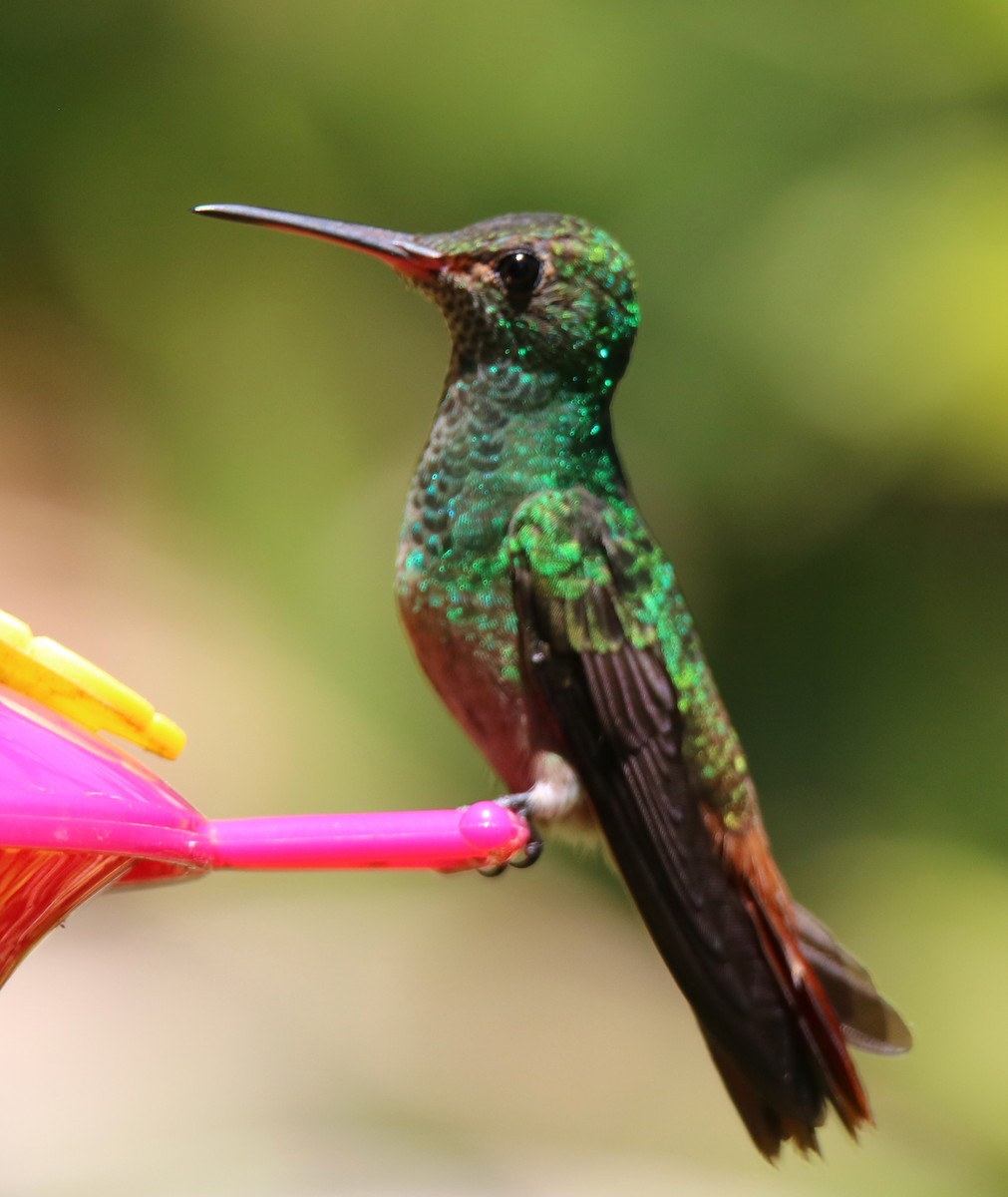 Rufous-tailed Hummingbird - Alan Shapiro