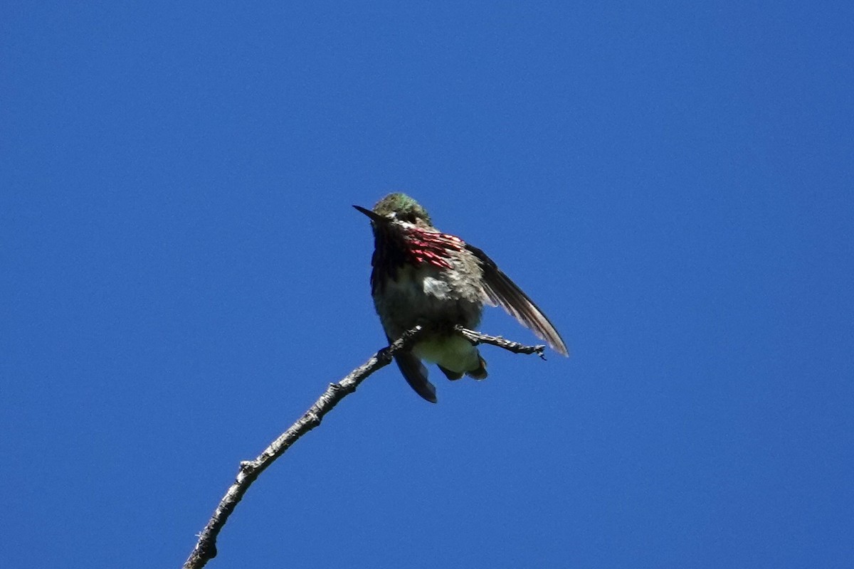 Calliope Hummingbird - Shannon  Hobson