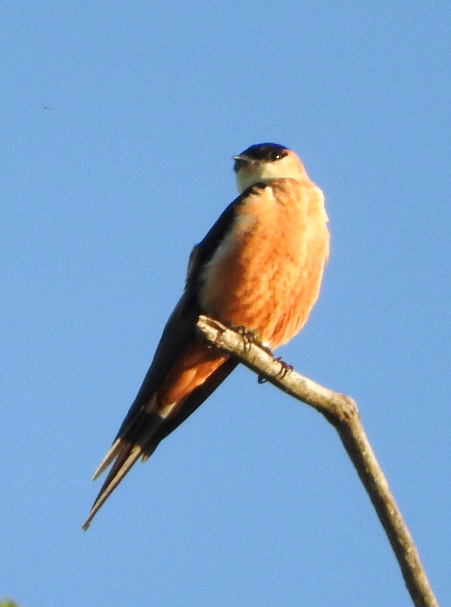 Golondrina Senegalesa - ML58869821