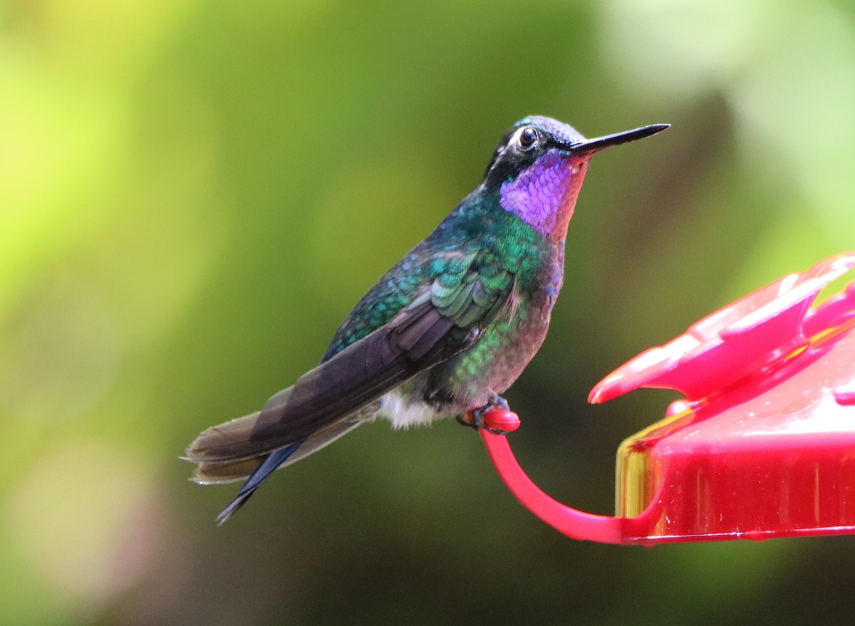 Purple-throated Mountain-gem - ML588698391