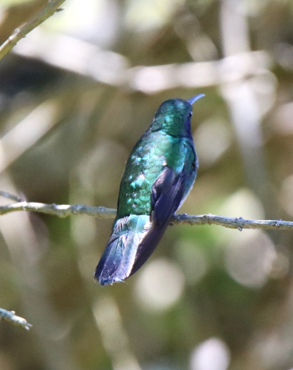 Lesser Violetear - ML588698561