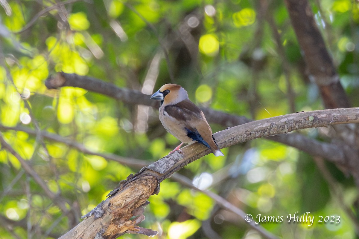 Hawfinch - ML588698591