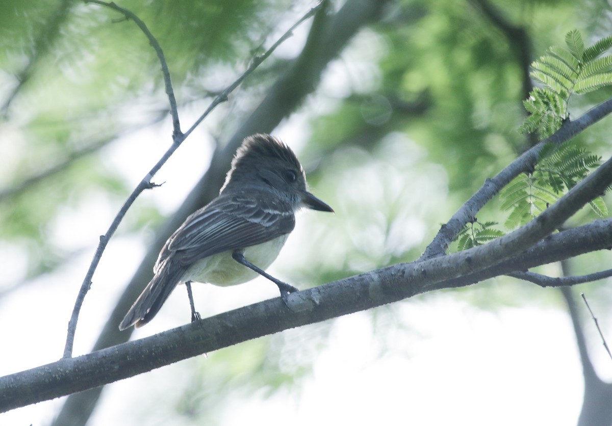 Brown-crested Flycatcher (South American) - Bill Hubick