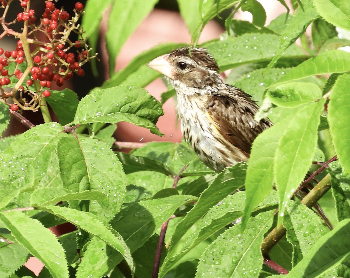 Rose-breasted Grosbeak - ML588699751