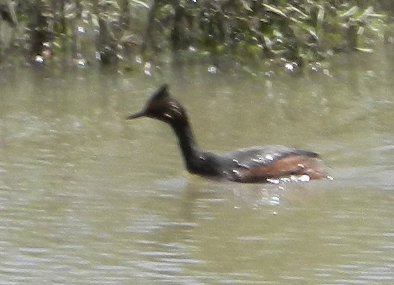 Eared Grebe - ML588701291