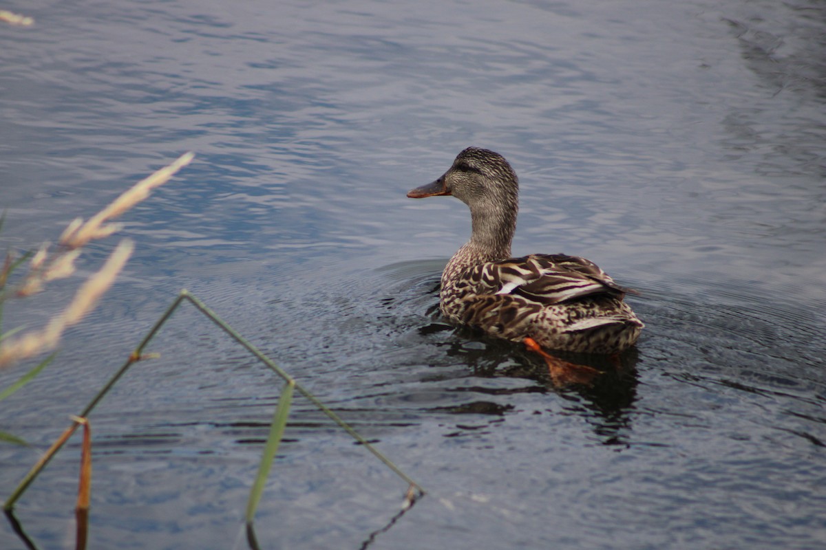 Mallard - Scott Parks