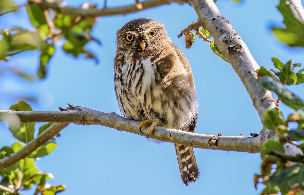 Northern Pygmy-Owl - Joshua Stacy