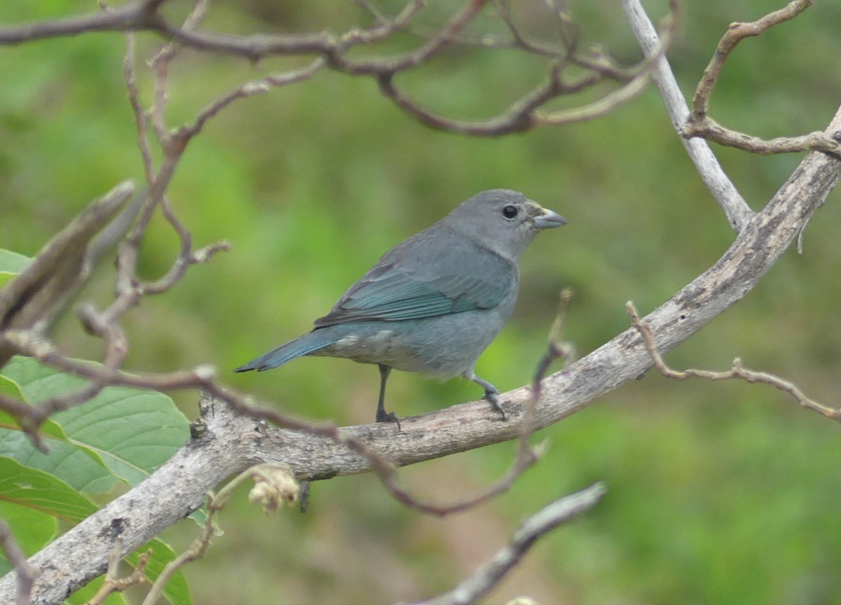 Sayaca Tanager - ML588703891