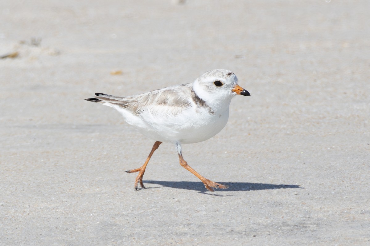 Piping Plover - ML588703981