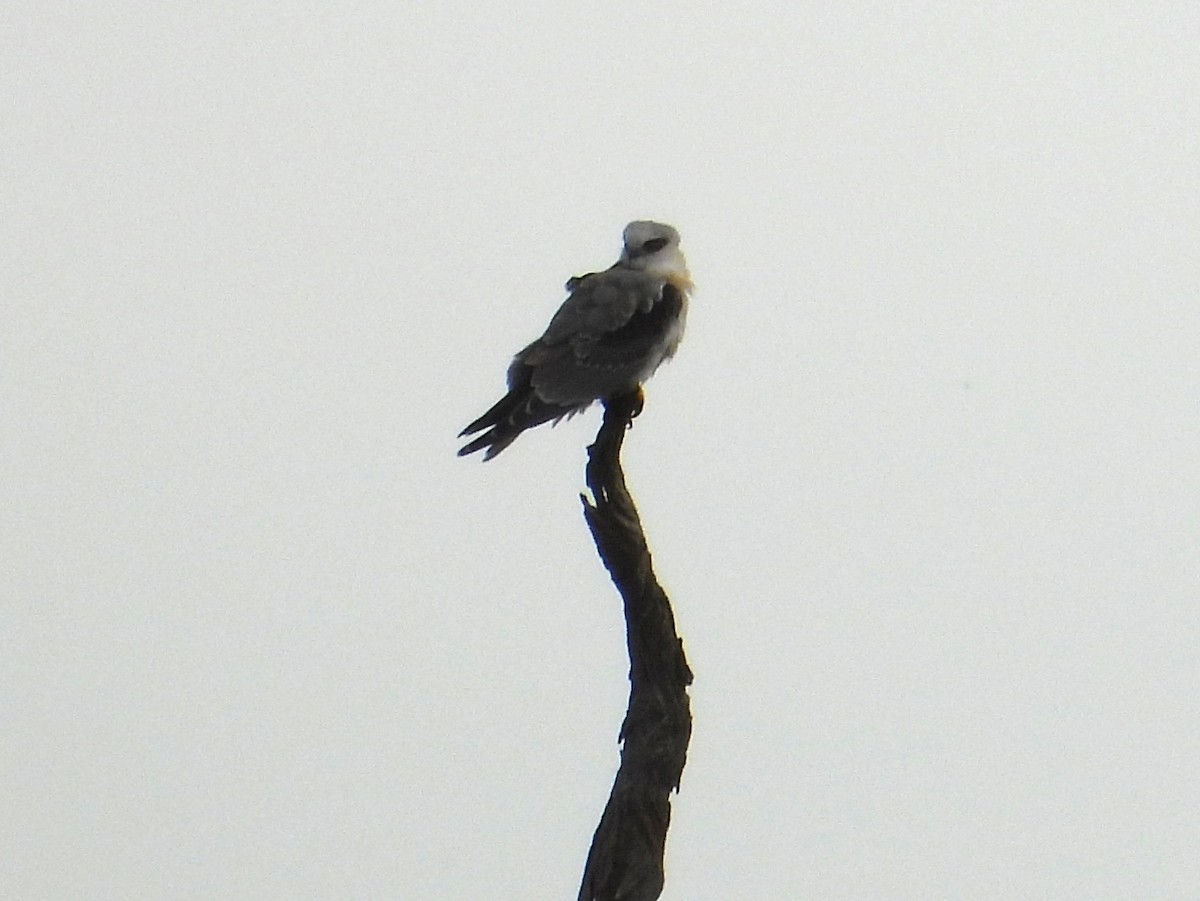 Black-shouldered Kite - Joanne Thompson