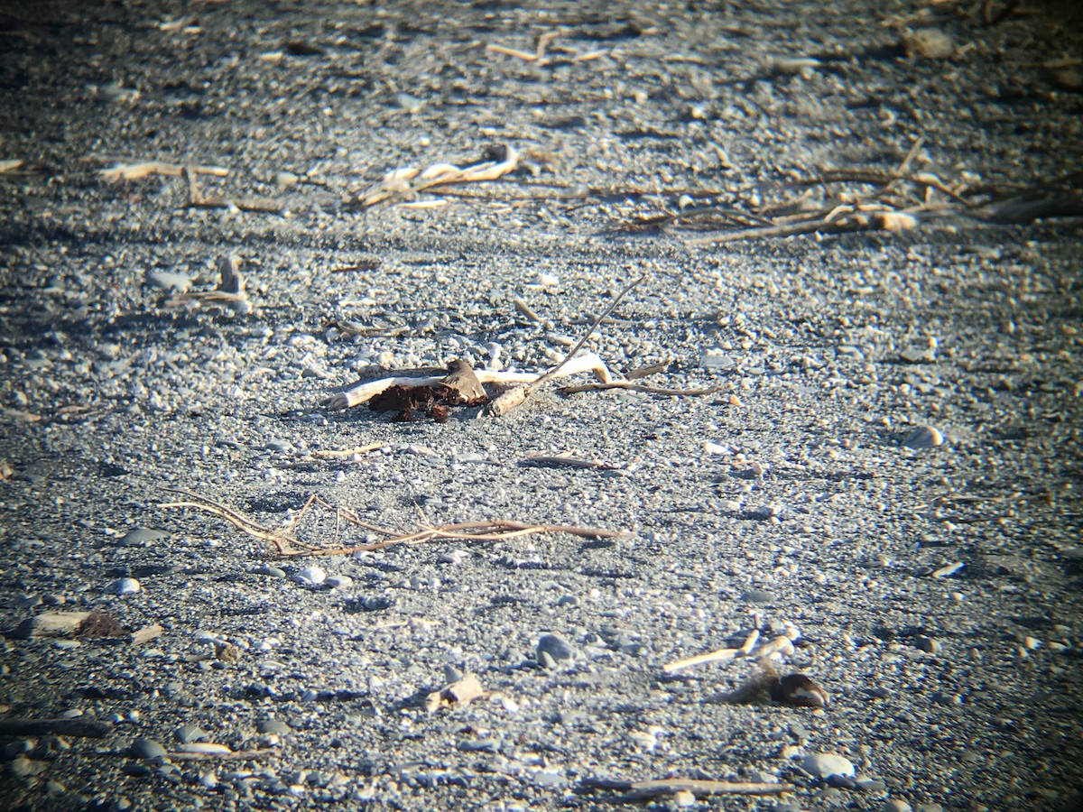 Double-banded Plover - Sarah Dix