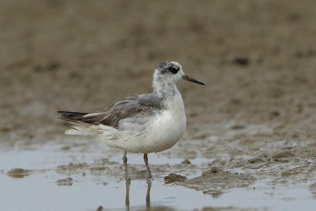 polarsvømmesnipe - ML588709841