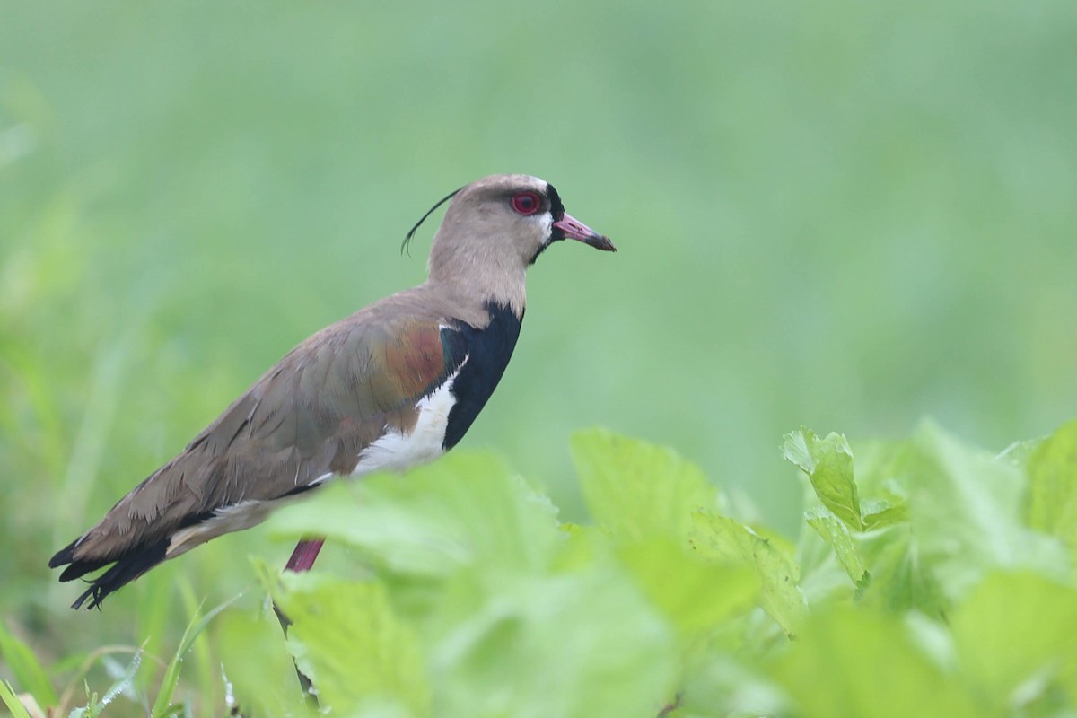 Southern Lapwing - ML588710461