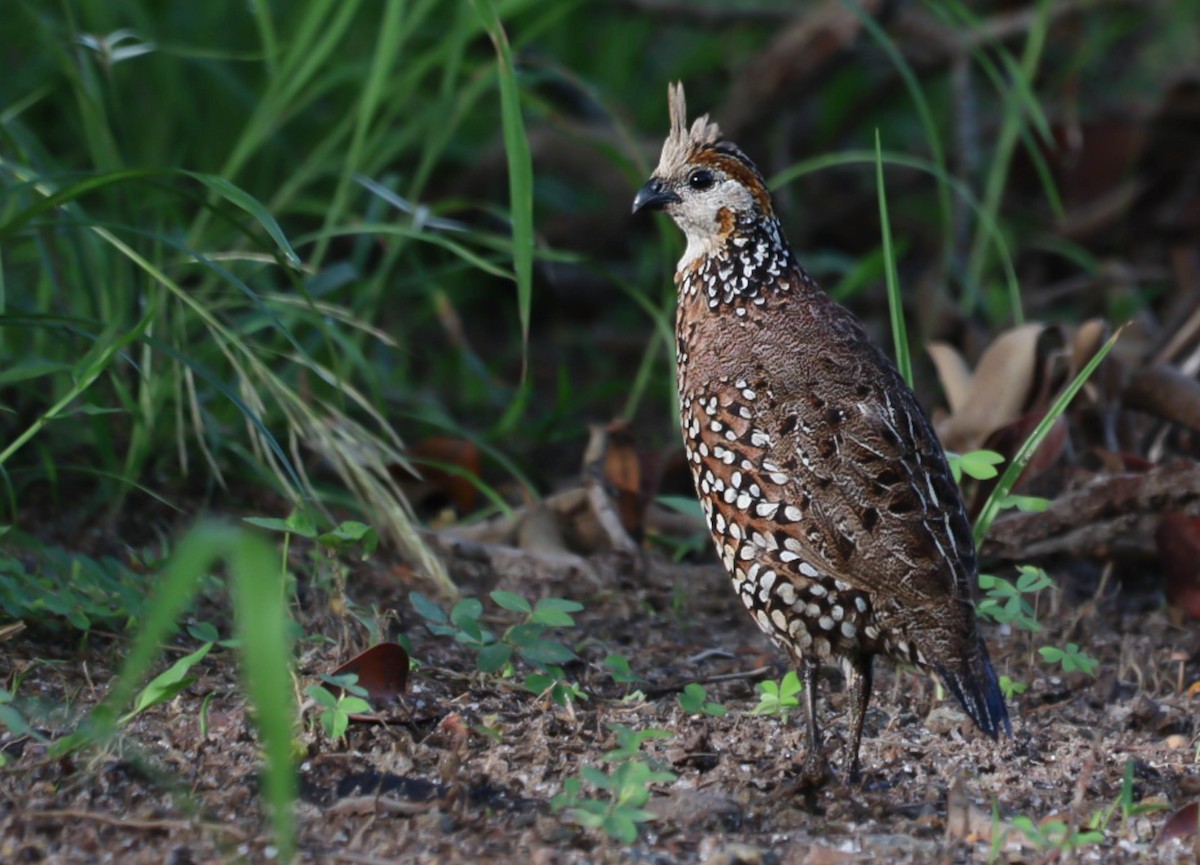 Crested Bobwhite - ML588710701