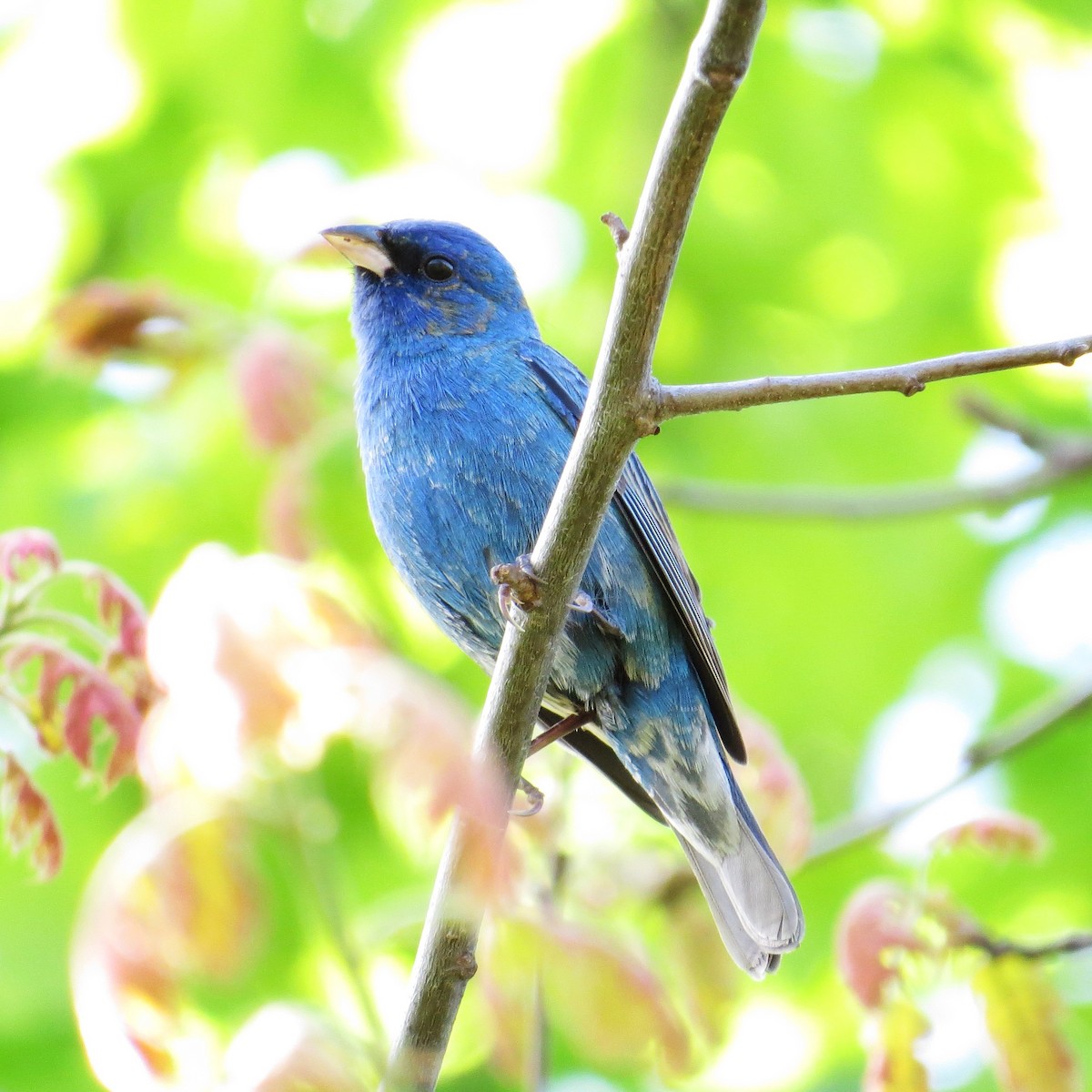 Indigo Bunting - ML58871151