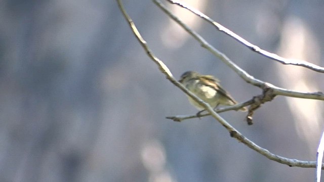 Tennessee Warbler - ML588711871