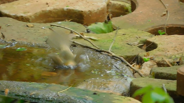 Tawny-bellied Babbler - ML588712751