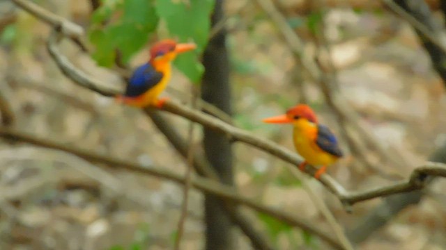 Black-backed Dwarf-Kingfisher - ML588712981