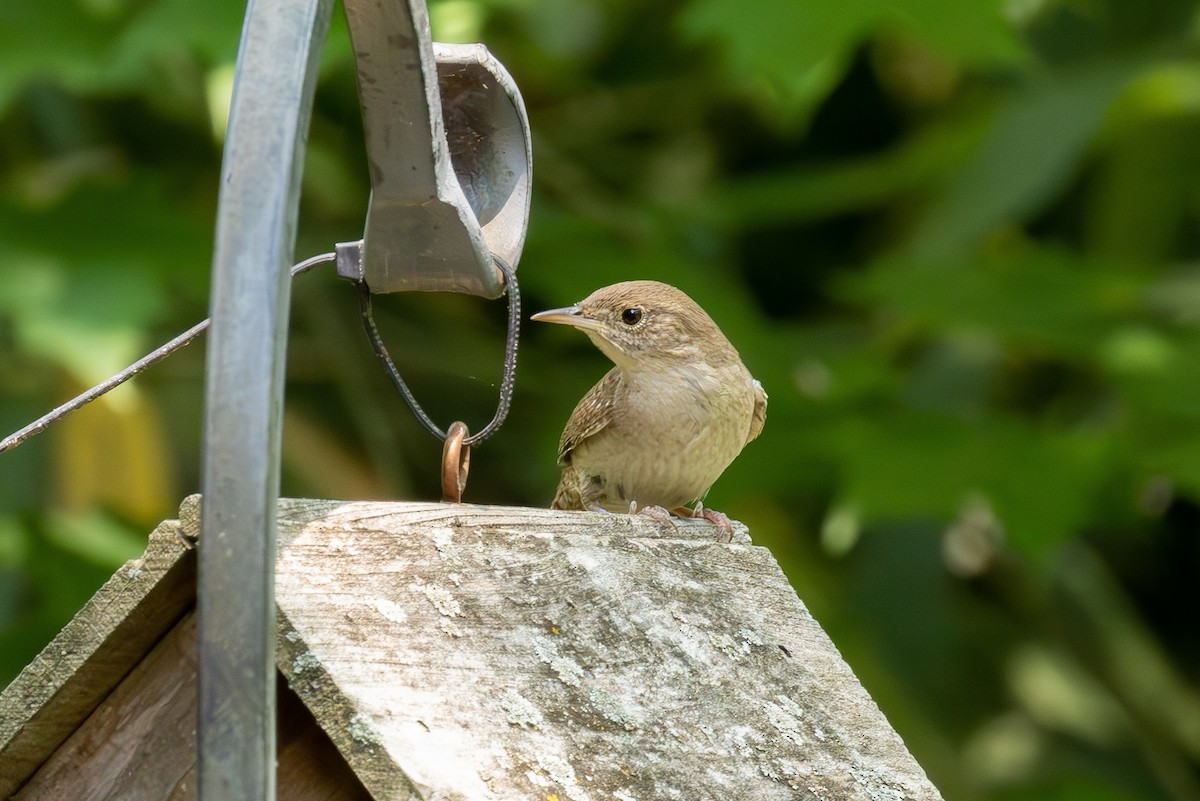 Northern House Wren (Northern) - ML588713071